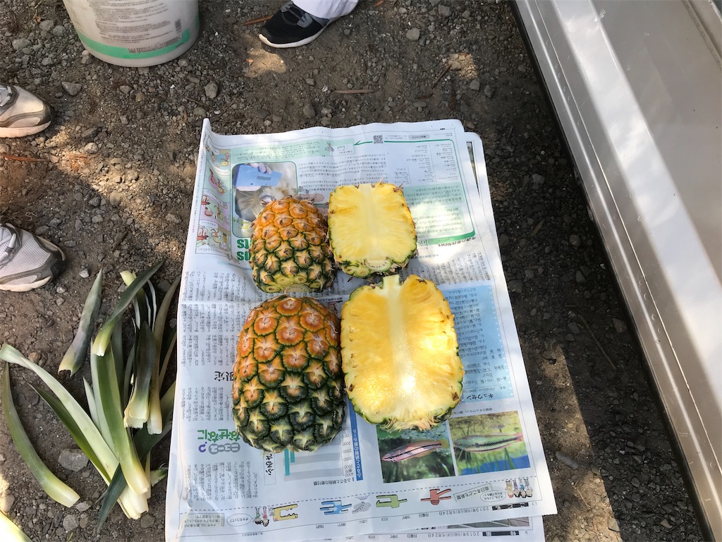 f:id:kebitan99:20190814125906j:image