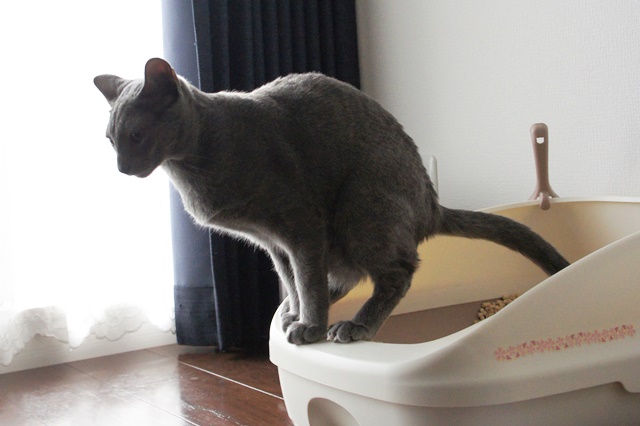 猫様の華麗なウンチングスタイル 毛玉ちるどれん