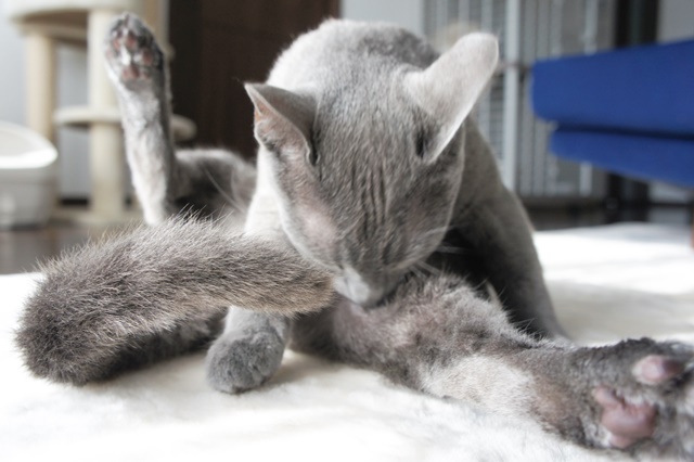 f:id:kedama-life:20190108094350j:plain f:id:kedama-life:20190108094350j:plain