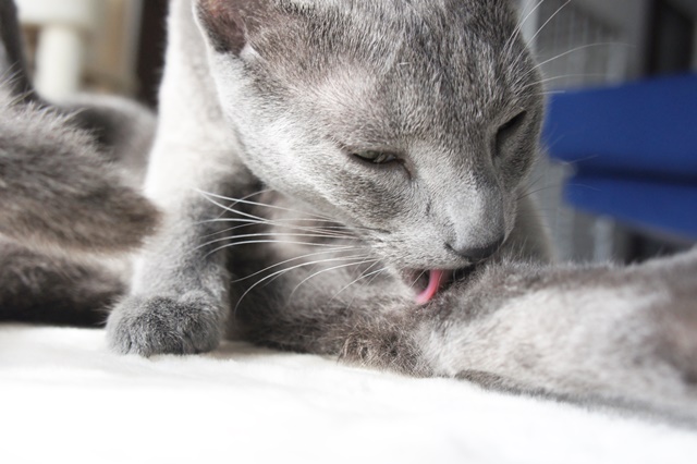 f:id:kedama-life:20190108094353j:plain f:id:kedama-life:20190108094353j:plain