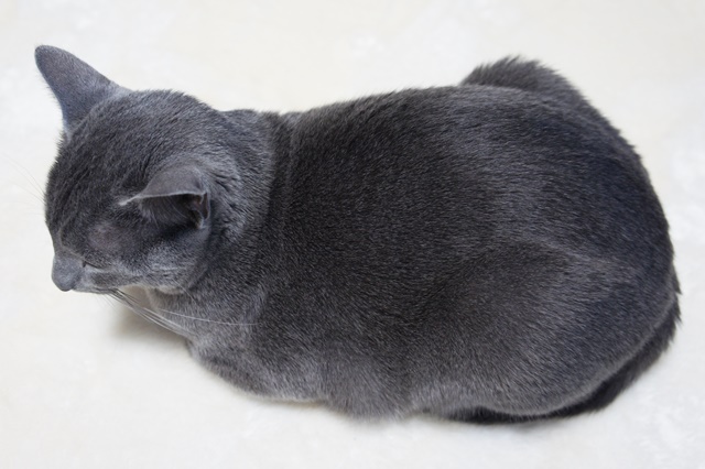 f:id:kedama-life:20190108094402j:plain f:id:kedama-life:20190108094402j:plain