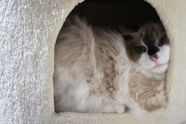 f:id:kedama-life:20190108094406j:plain f:id:kedama-life:20190108094406j:plain