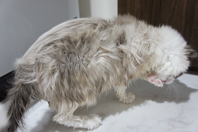 f:id:kedama-life:20190108094409j:plain f:id:kedama-life:20190108094409j:plain