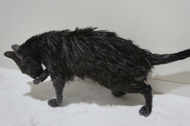 f:id:kedama-life:20190108094412j:plain f:id:kedama-life:20190108094412j:plain