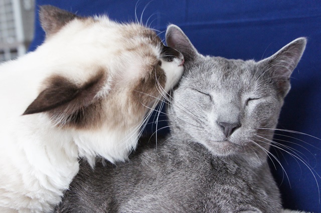 f:id:kedama-life:20190111143705j:plain f:id:kedama-life:20190111143705j:plain