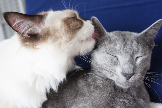 f:id:kedama-life:20190111143708j:plain f:id:kedama-life:20190111143708j:plain