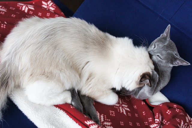 f:id:kedama-life:20190111143711j:plain f:id:kedama-life:20190111143711j:plain