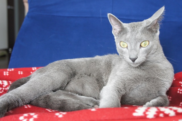 f:id:kedama-life:20190111143714j:plain f:id:kedama-life:20190111143714j:plain