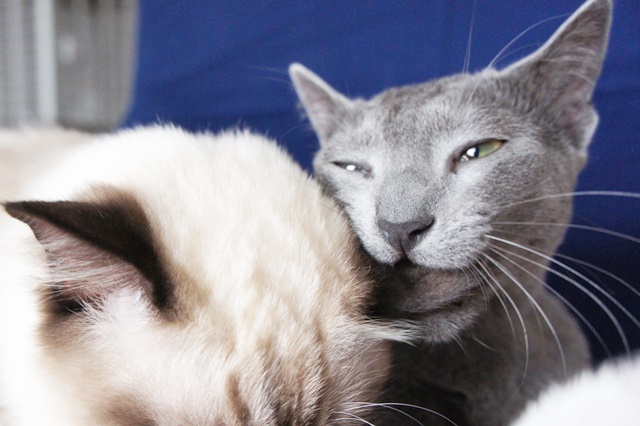 f:id:kedama-life:20190111143721j:plain f:id:kedama-life:20190111143721j:plain