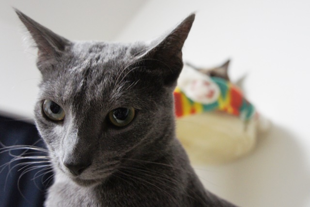 f:id:kedama-life:20190115150200j:plain