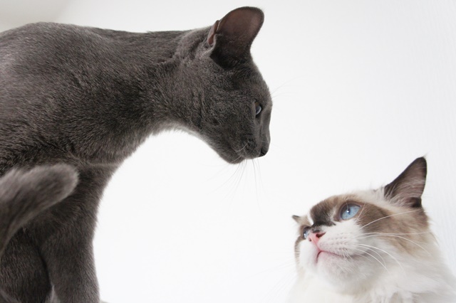 f:id:kedama-life:20190115150210j:plain