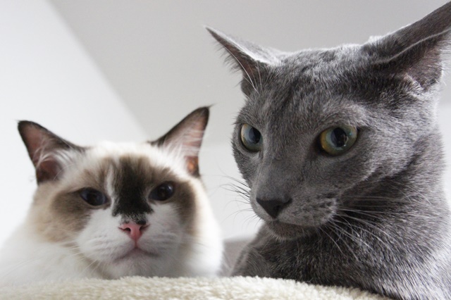 f:id:kedama-life:20190115150213j:plain