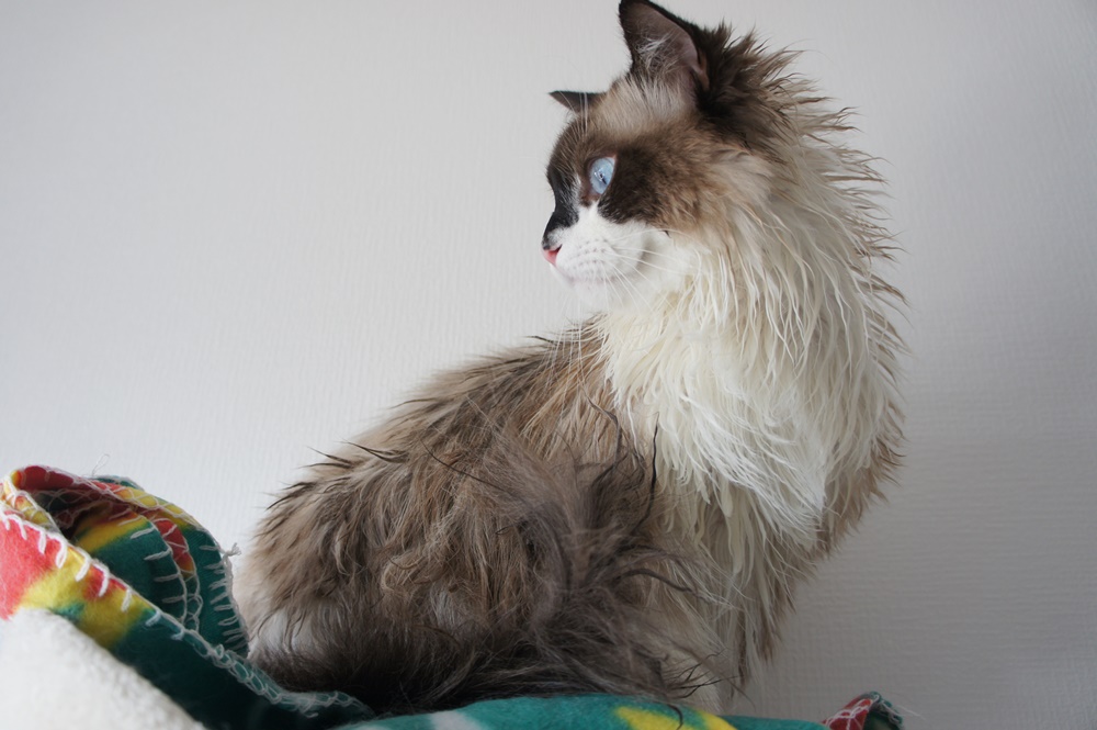 f:id:kedama-life:20190406154403j:plain