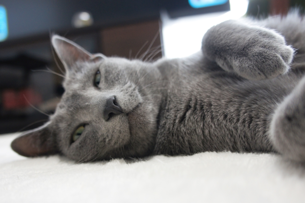 f:id:kedama-life:20190417171053j:plain