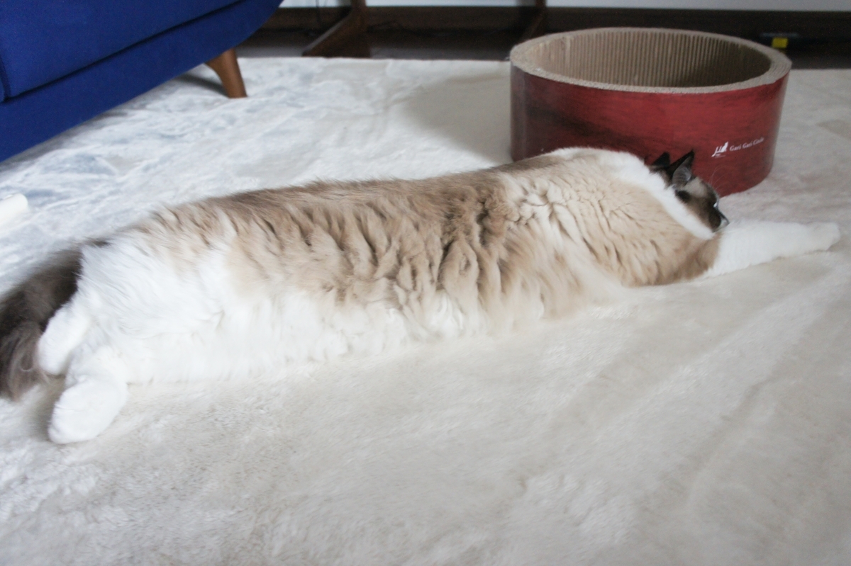 f:id:kedama-life:20190417171105j:plain