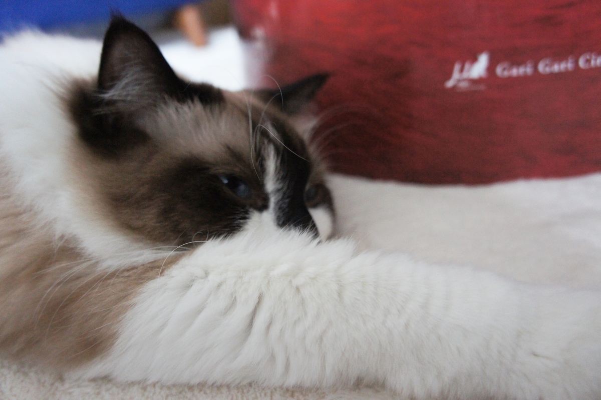 f:id:kedama-life:20190417171120j:plain