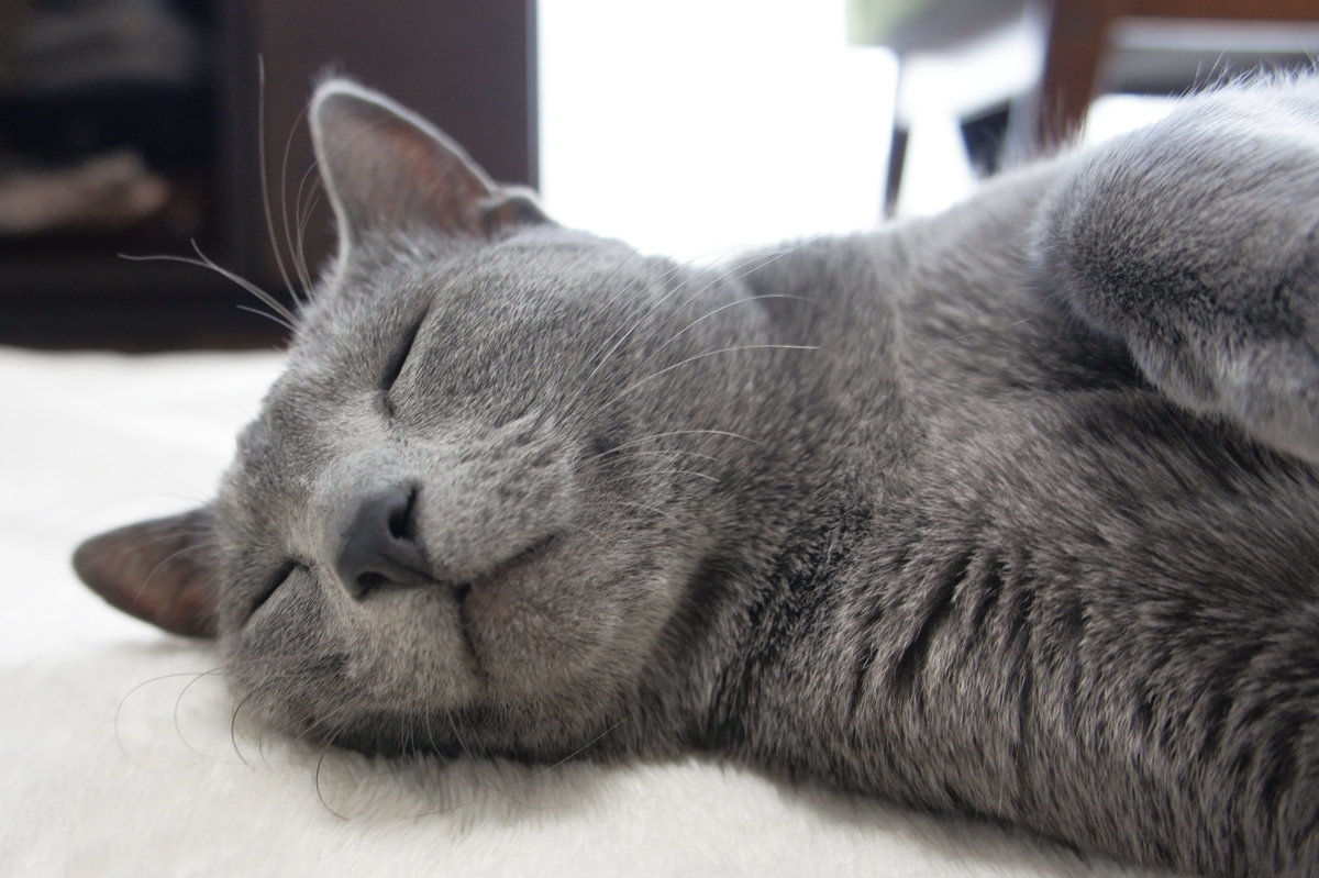 f:id:kedama-life:20190417171144j:plain