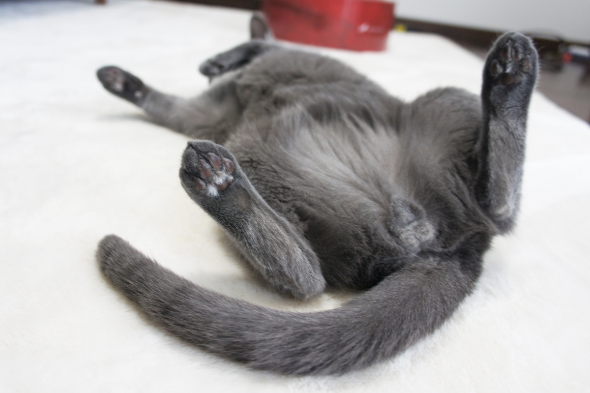 f:id:kedama-life:20190417171155j:plain