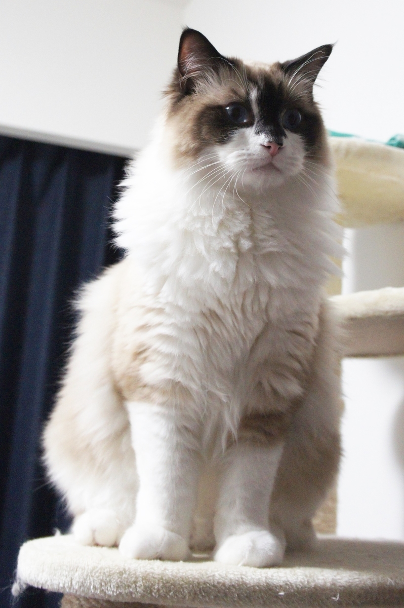 f:id:kedama-life:20190420113303j:plain