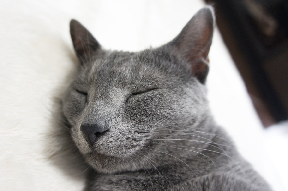 f:id:kedama-life:20190425163146j:plain