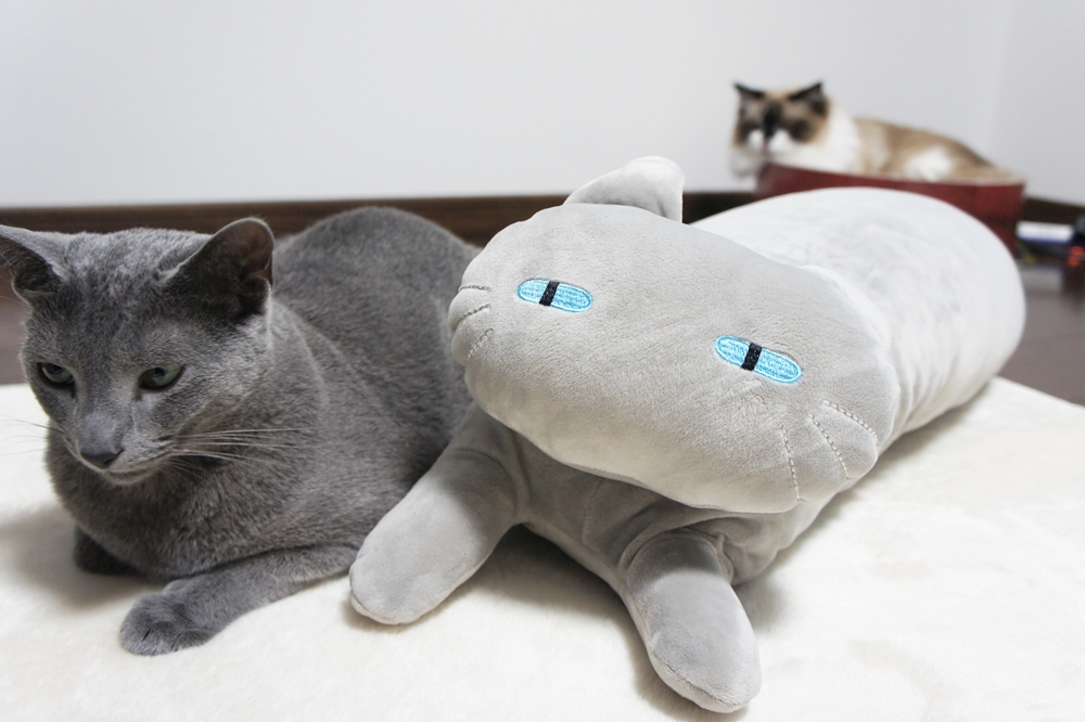 f:id:kedama-life:20190509160633j:plain