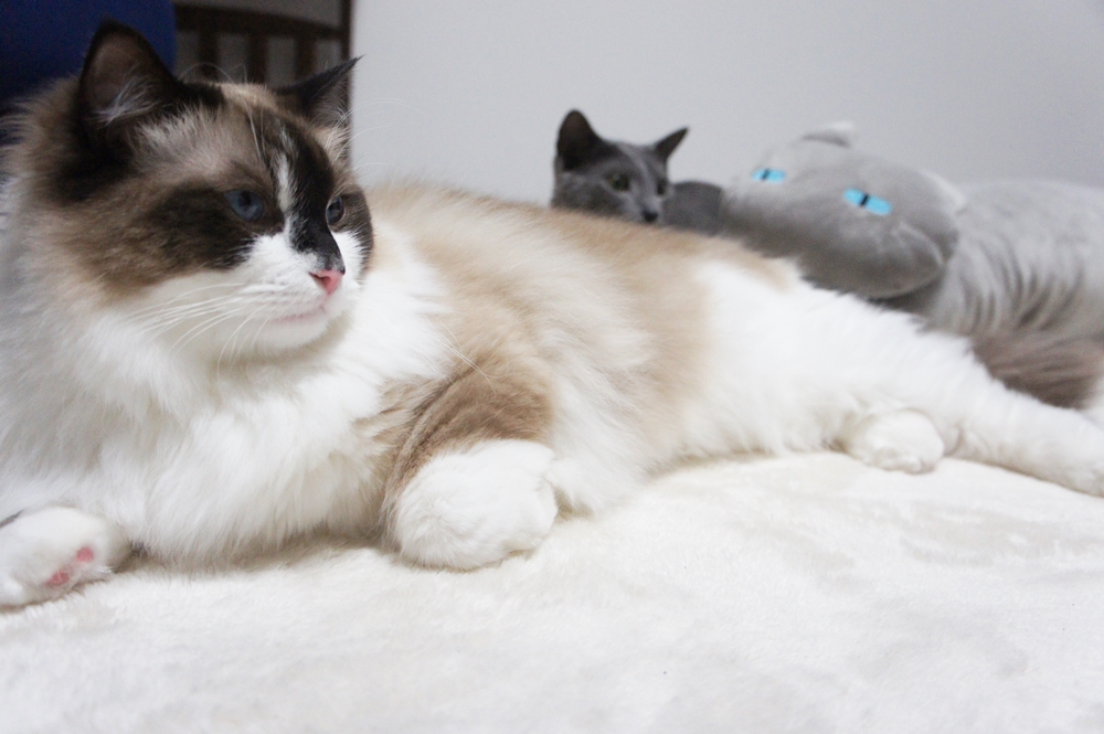 f:id:kedama-life:20190509160636j:plain