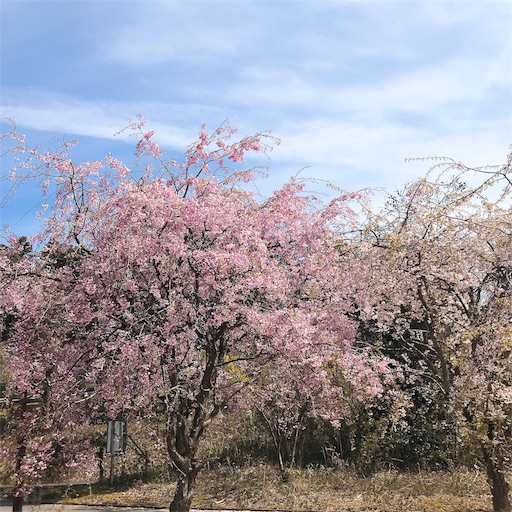 f:id:keeemura:20190417141437j:image f:id:keeemura:20190417141437j:image