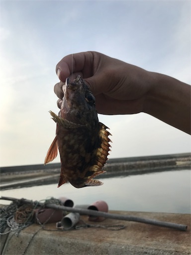 f:id:keeemura:20190529172526j:image