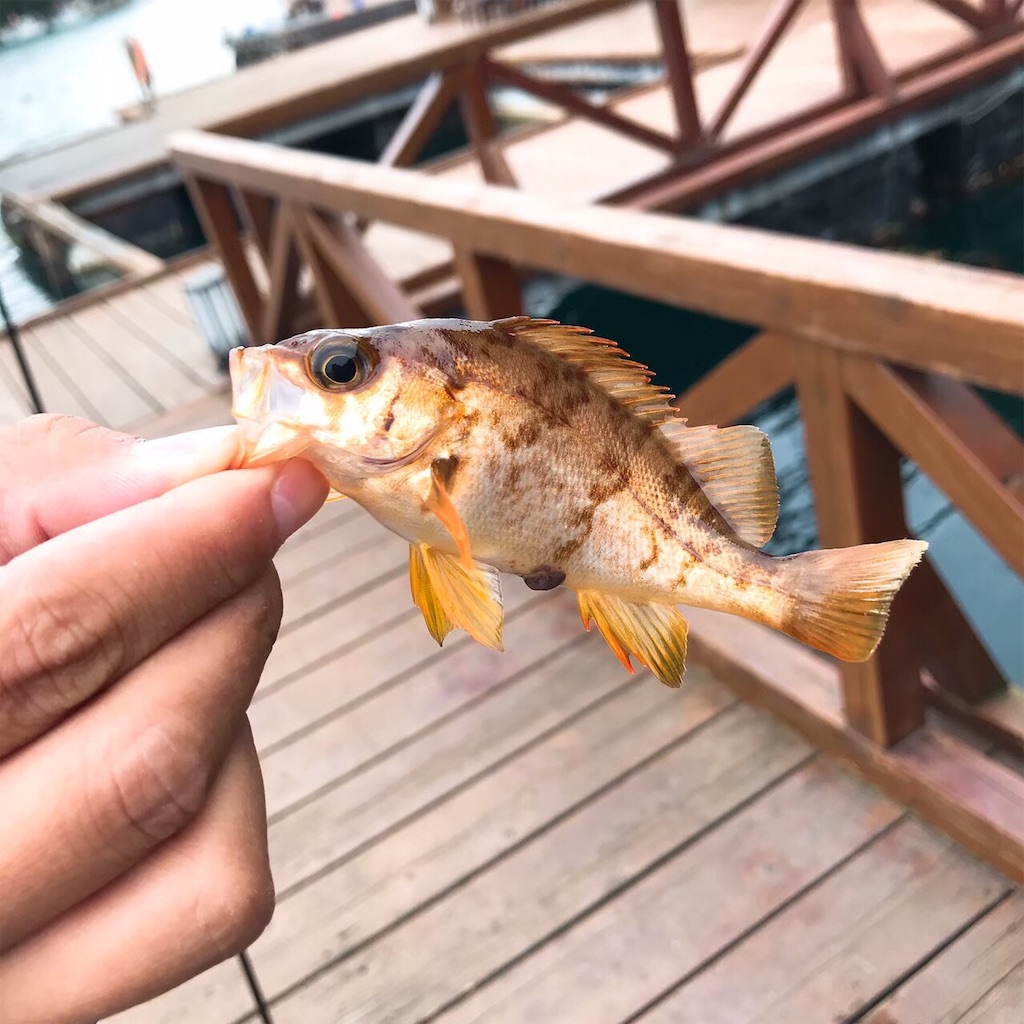 f:id:keeemura:20190826220804j:image f:id:keeemura:20190826220804j:image