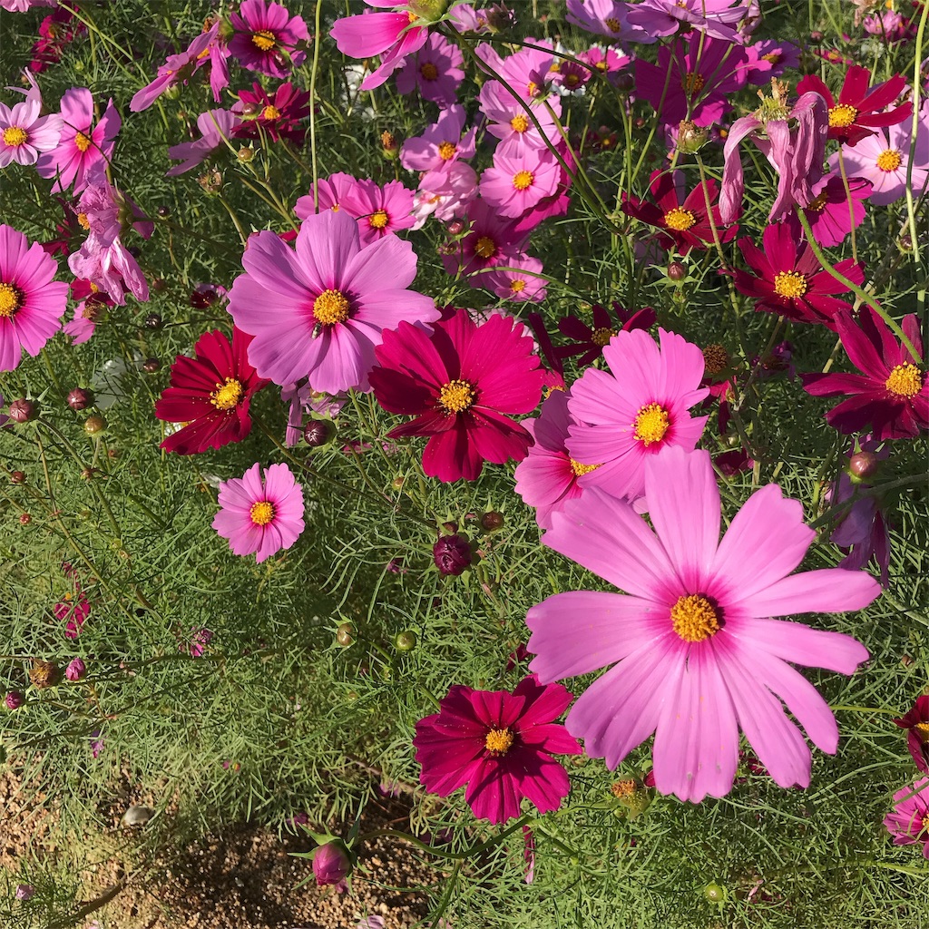 f:id:keeemura:20191105155745j:image f:id:keeemura:20191105155745j:image