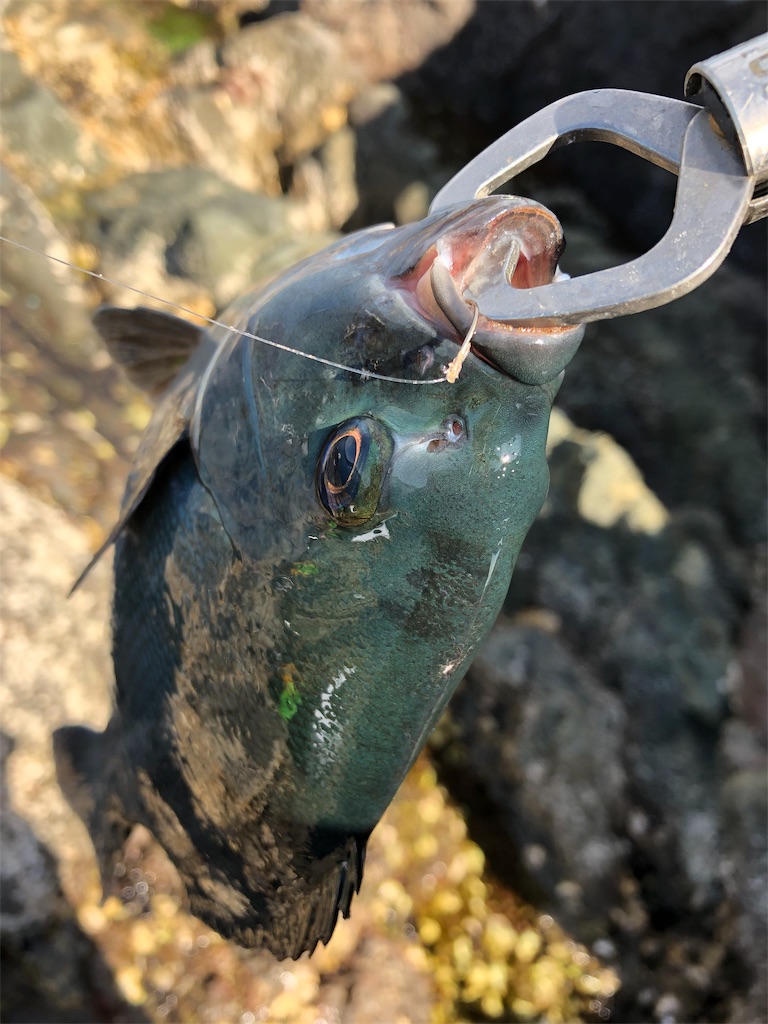 f:id:keep_casting:20190419010216j:image f:id:keep_casting:20190419010216j:image