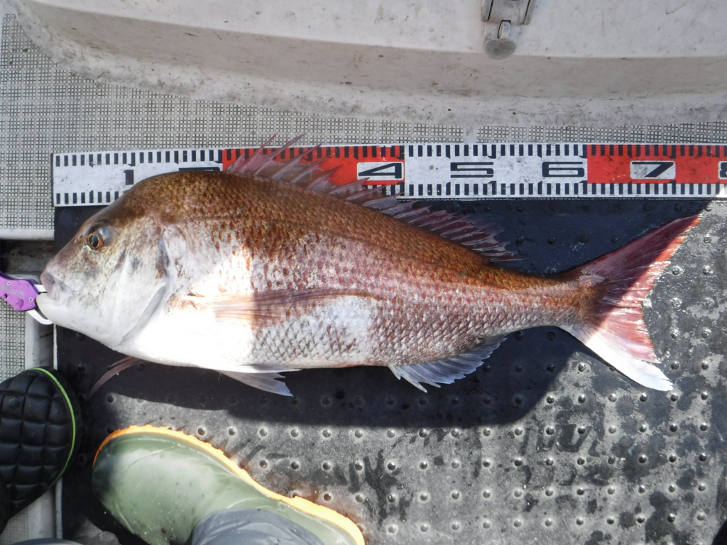 f:id:keepfishing:20161115125456j:plain f:id:keepfishing:20161115125456j:plain