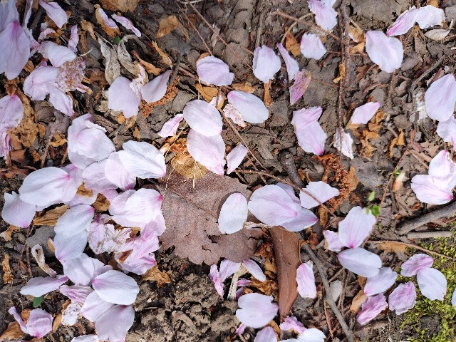 f:id:keepr:20230405142253j:image f:id:keepr:20230405142253j:image