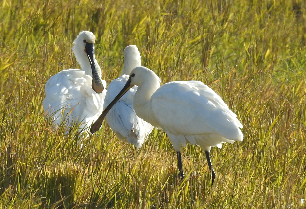 f:id:kees20:20200207192329p:plain