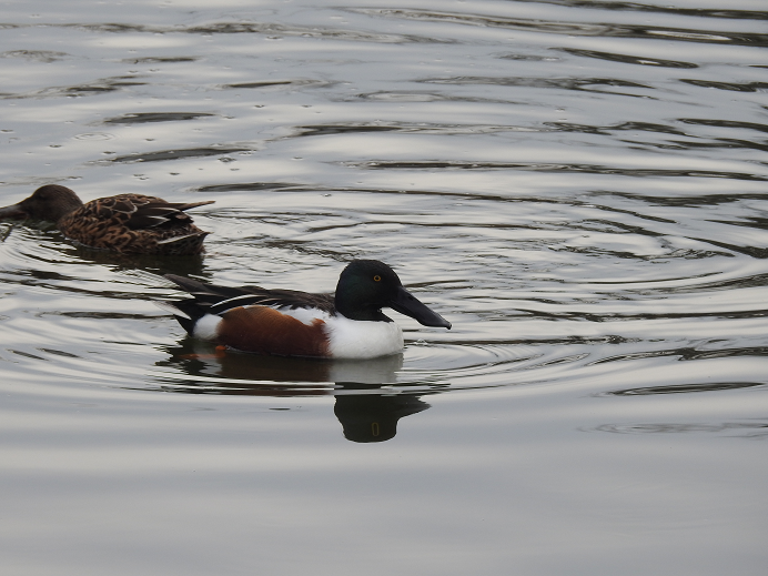 f:id:kees20:20200217182730p:plain f:id:kees20:20200217182730p:plain