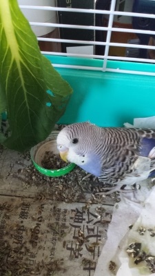 f:id:kefugahi:20191104231349j:plain f:id:kefugahi:20191104231349j:plain