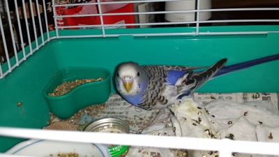 f:id:kefugahi:20191104231353j:plain f:id:kefugahi:20191104231353j:plain
