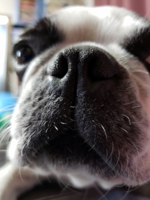 f:id:kefugahi:20191128155036j:plain