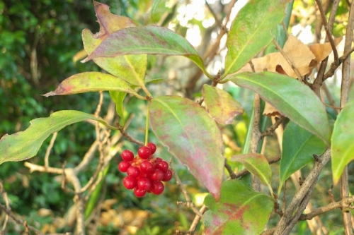 f:id:kefugahi:20201126113128j:plain