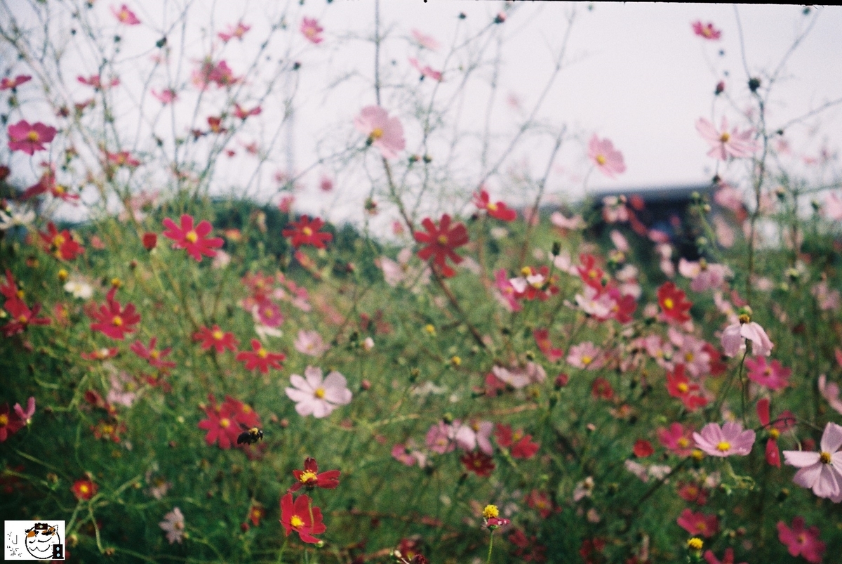 f:id:kefuo:20201007170822j:plain