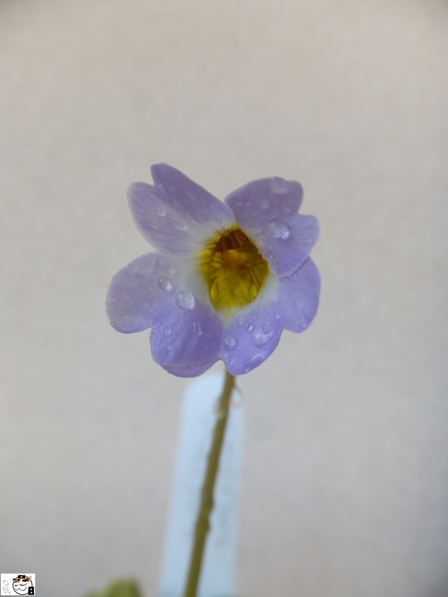 f:id:kefuo:20201014154801j:plain