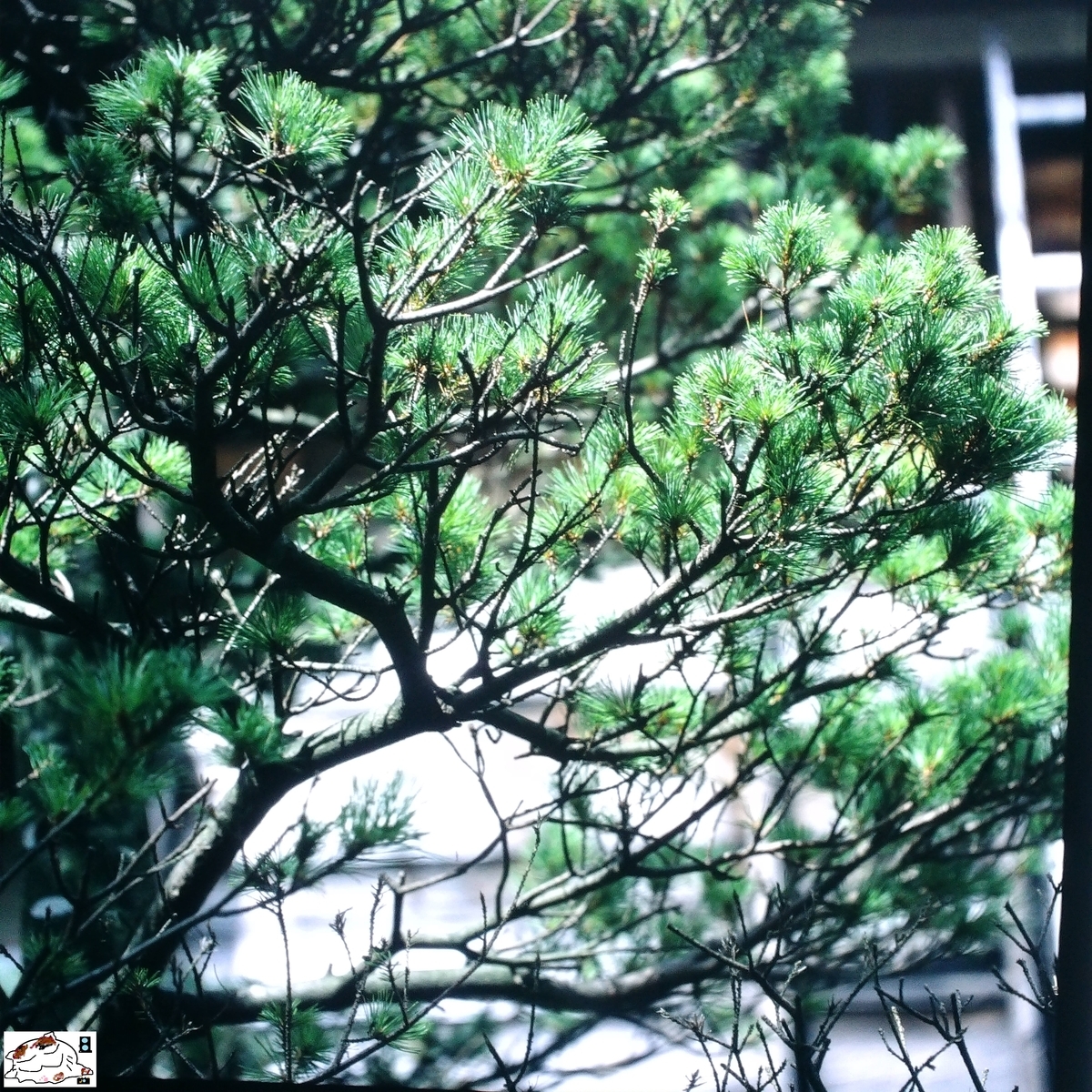 MAMIYA S2 マミヤ S 2型 実写作例あり 【公式通販】