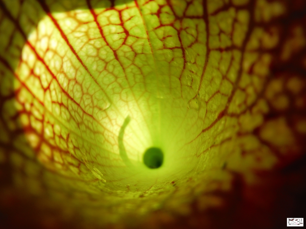 f:id:kefuo:20210619202532j:plain