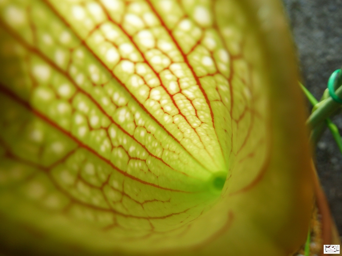 f:id:kefuo:20210619202821j:plain