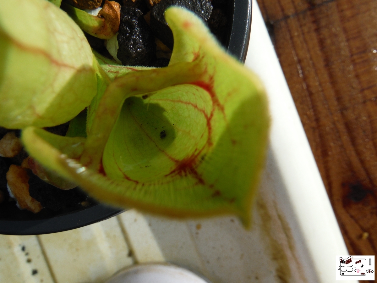 f:id:kefuo:20210619202943j:plain