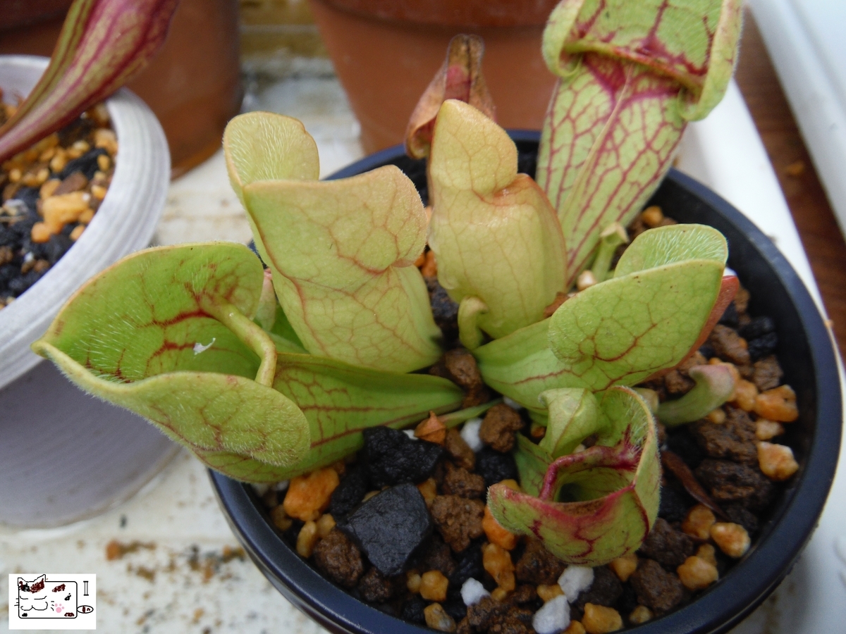 f:id:kefuo:20210619203123j:plain