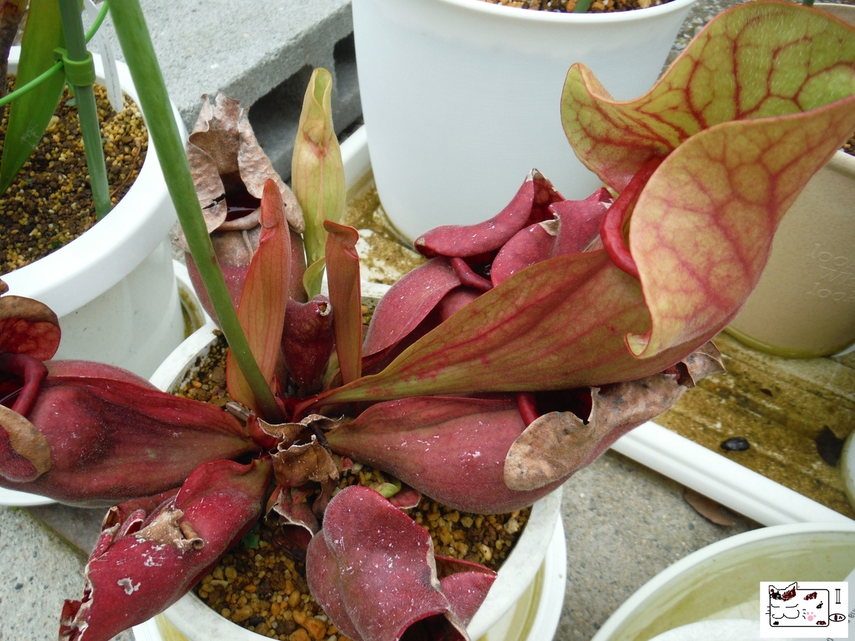 f:id:kefuo:20210619203326j:plain