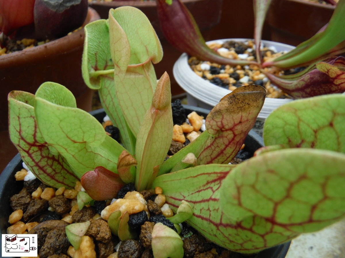 f:id:kefuo:20210619203415j:plain