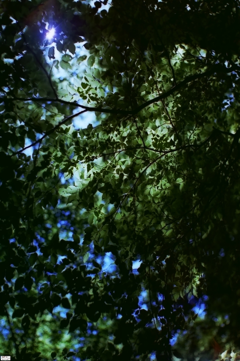 f:id:kefuo:20220121035036j:plain