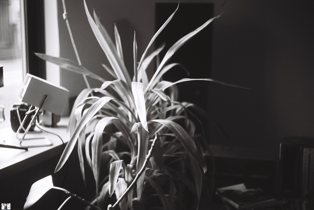 f:id:kefuo:20220205091725j:plain